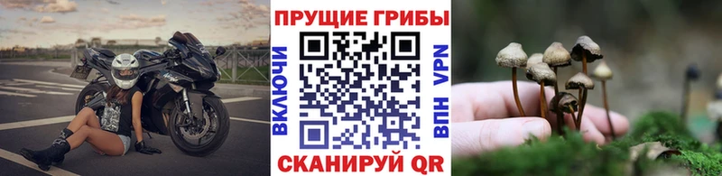 Галлюциногенные грибы Cubensis Мамадыш